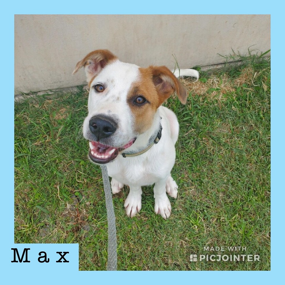 Max (tan/white) has been adopted!