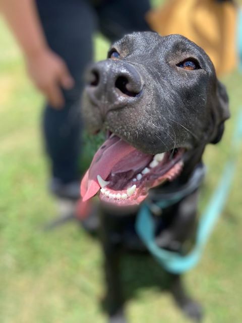 Maxwell (black) has been adopted!