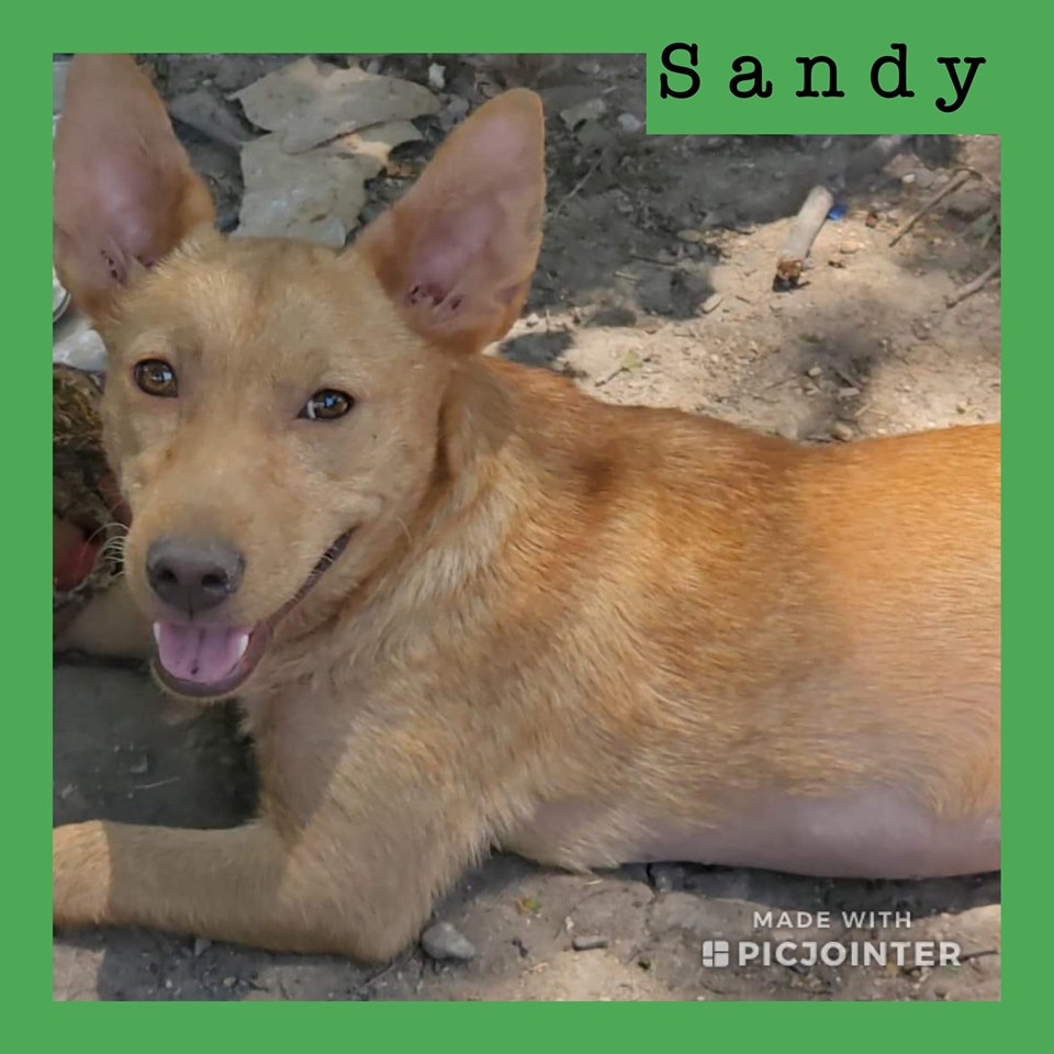 Sandy has been adopted!