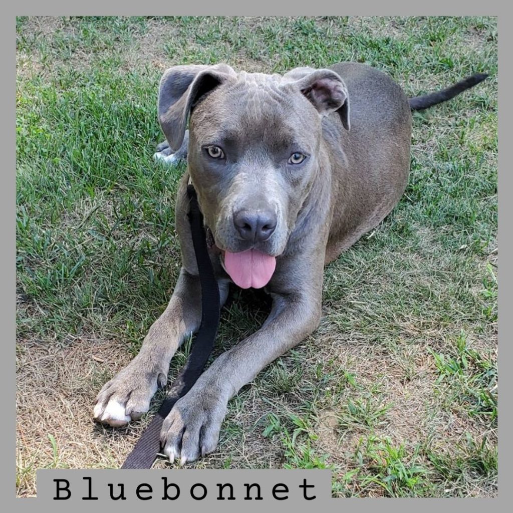 Bluebonnet has been adopted!
