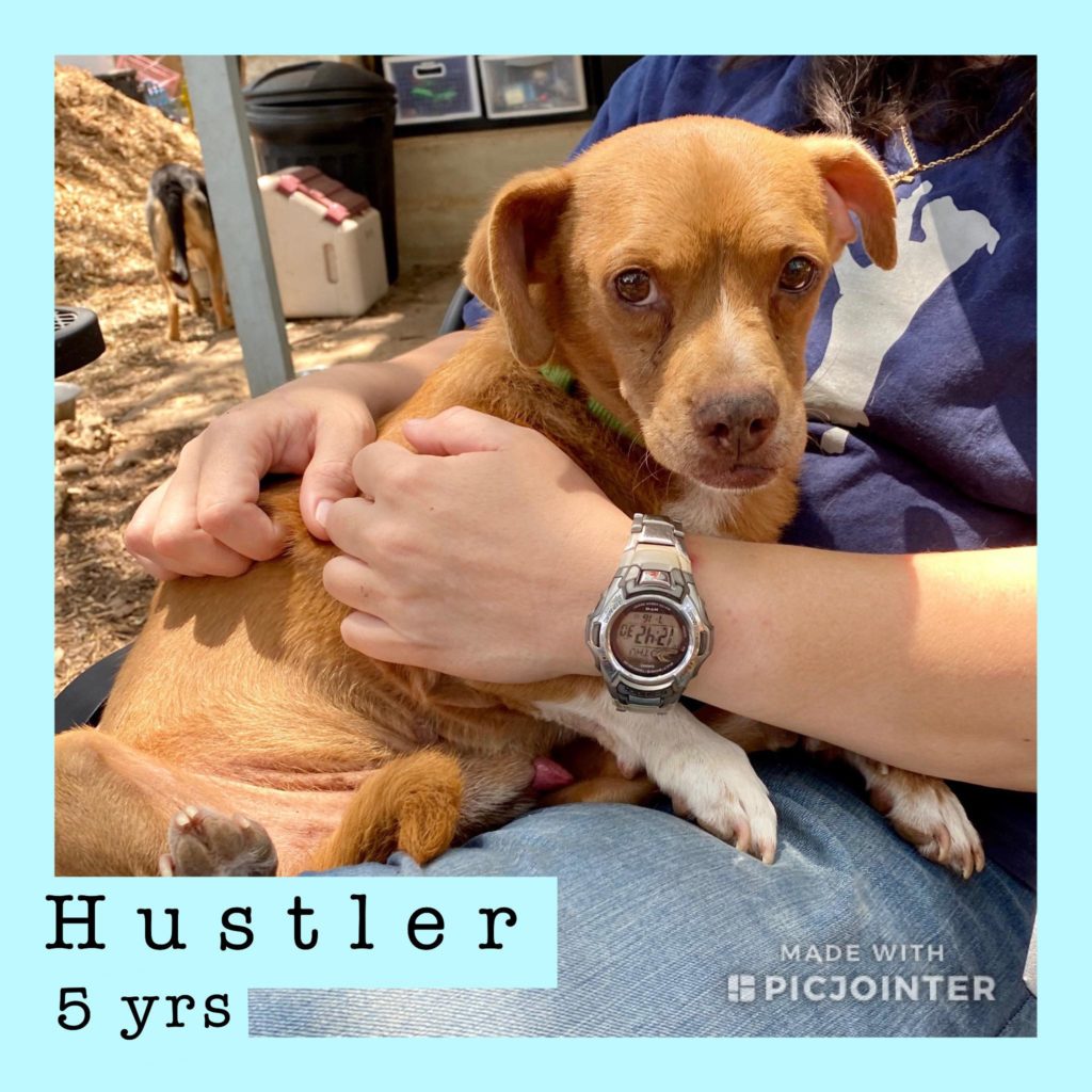Hustler has been adopted!