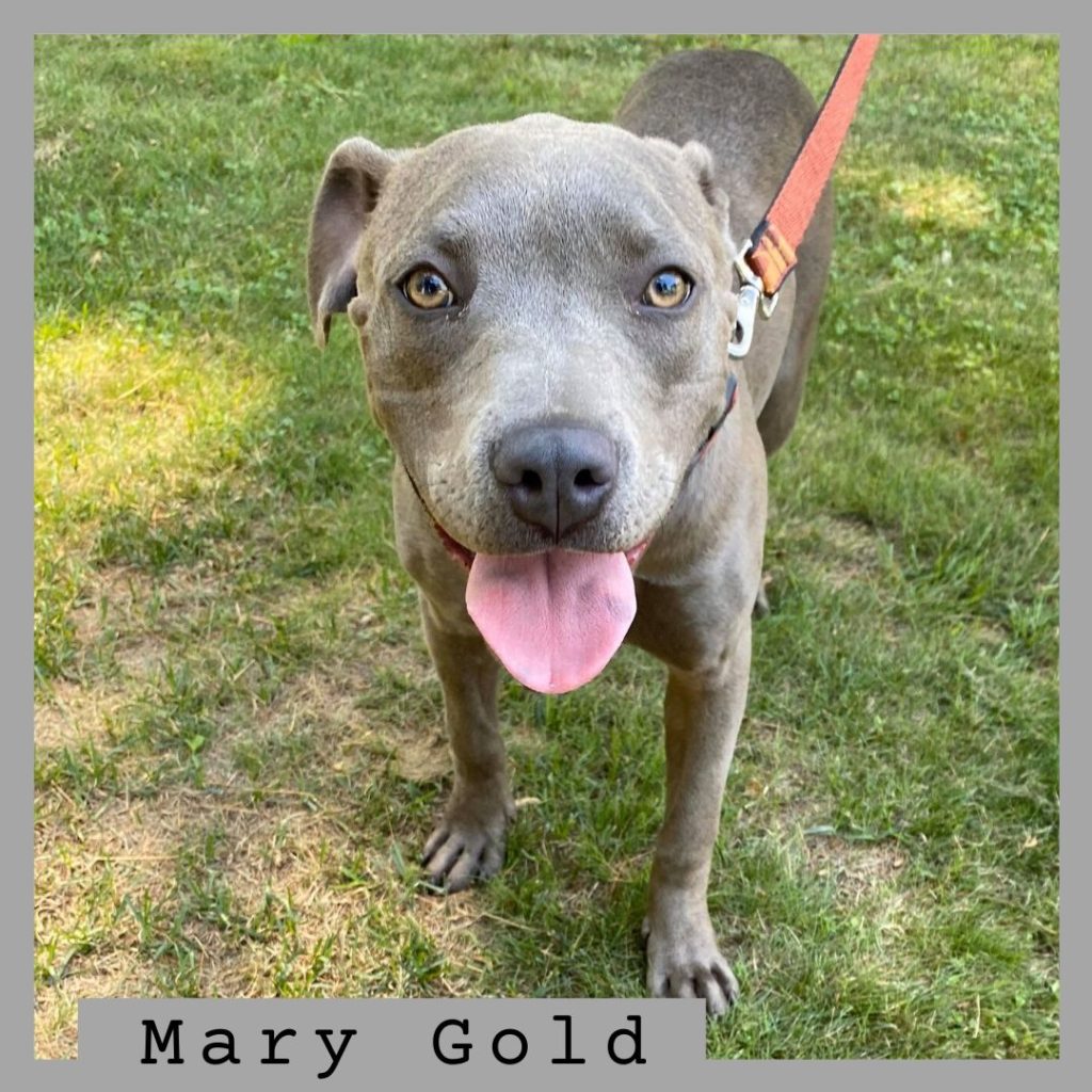 Mary Gold has been adopted!