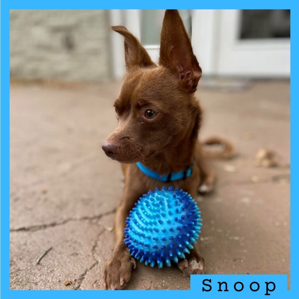 Snoop has been adopted!