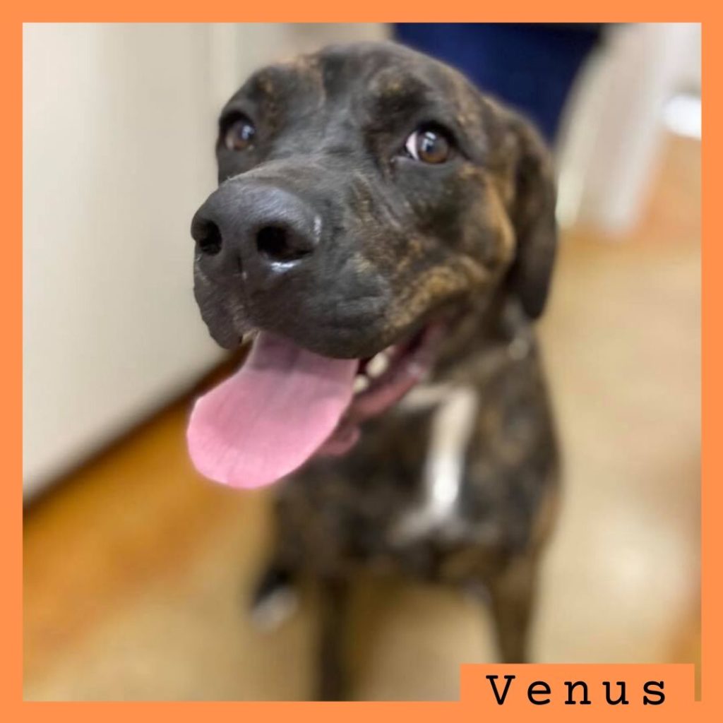 Venus has been adopted!