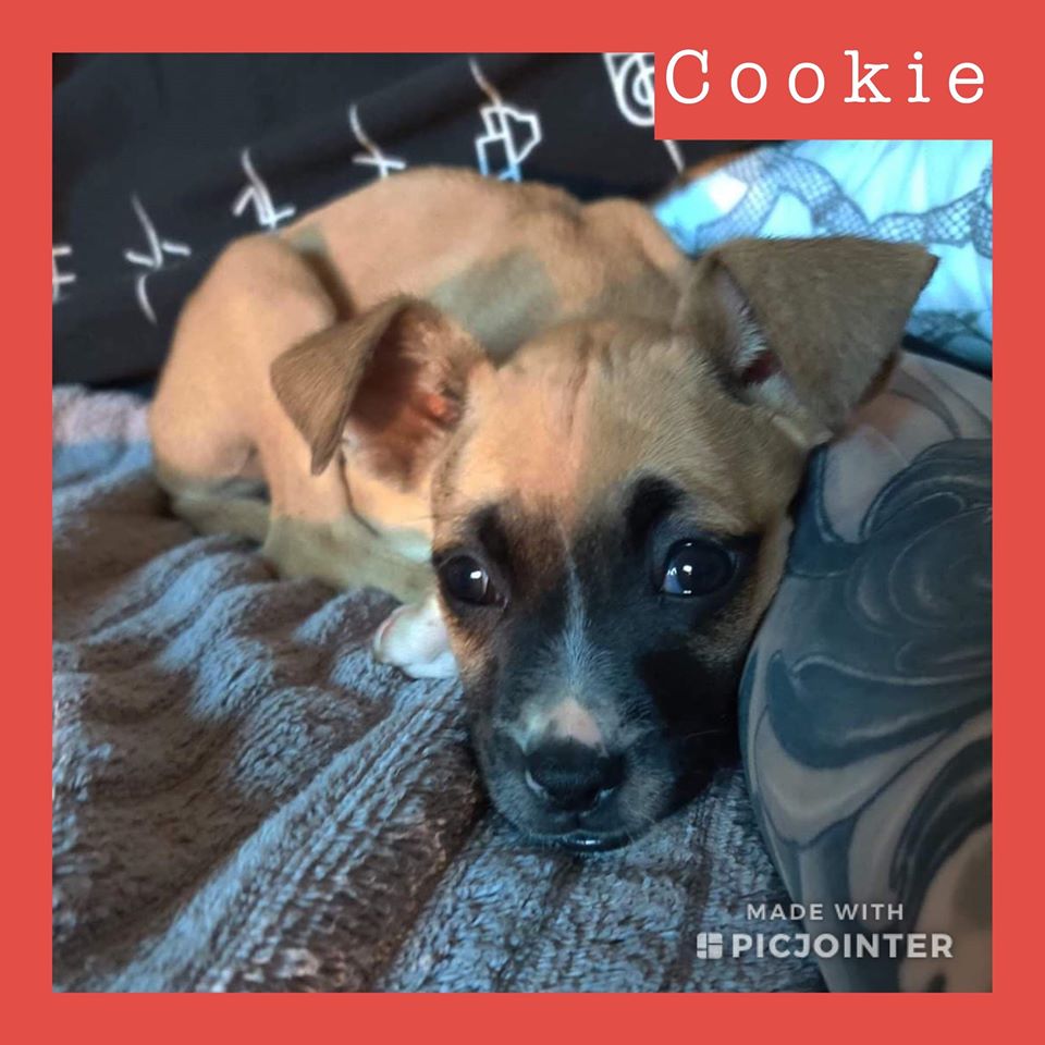 Cookie has been adopted!