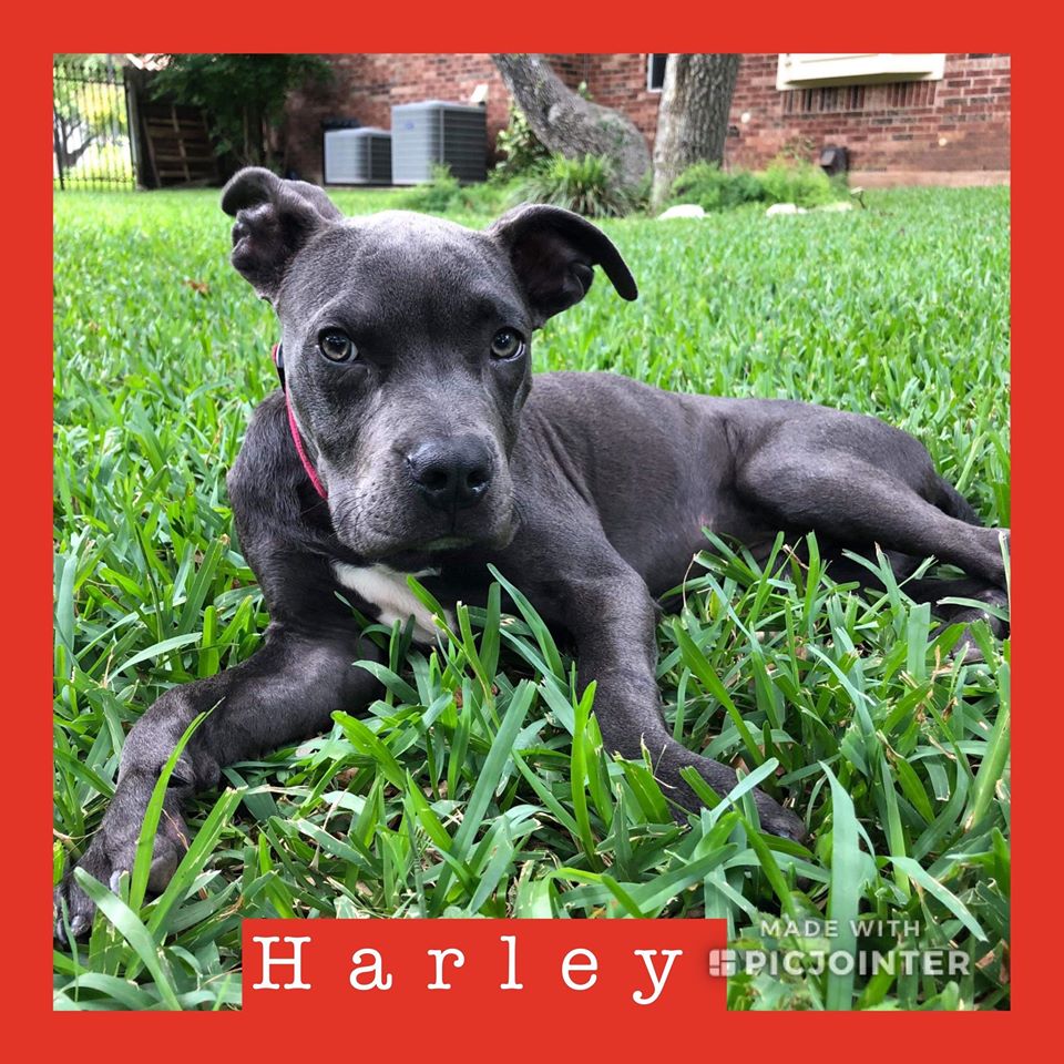 Harley has been adopted!
