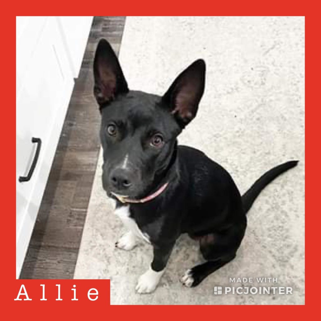 Allie has been adopted!