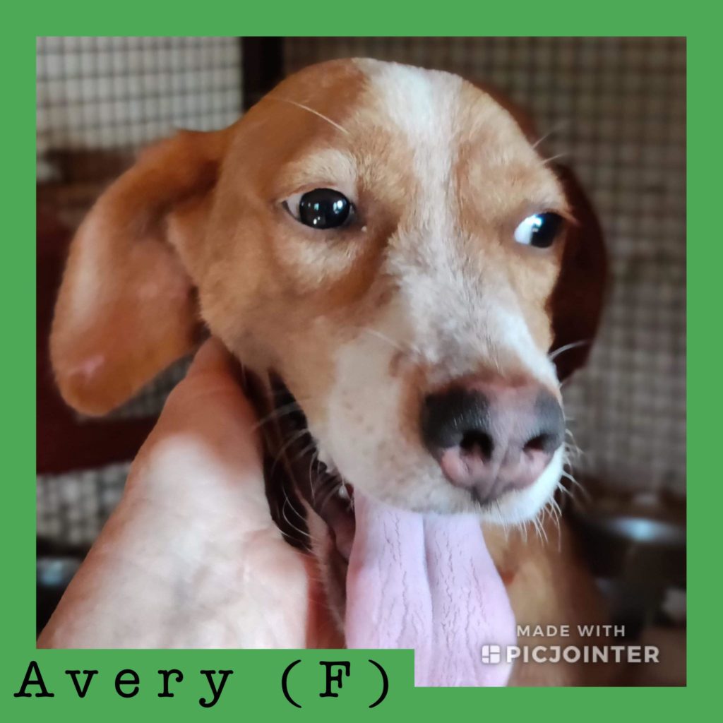 Avery has been adopted!
