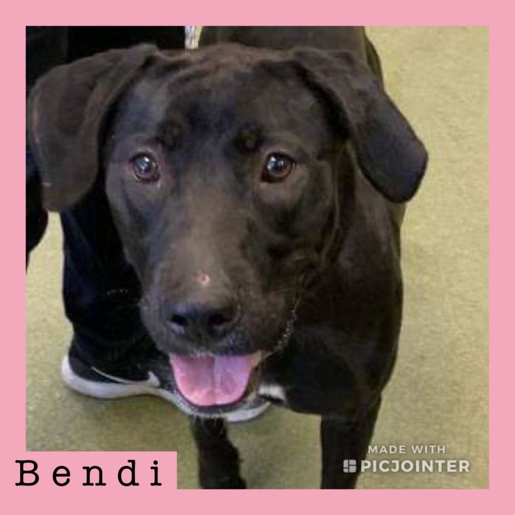 Bendi has been adopted!