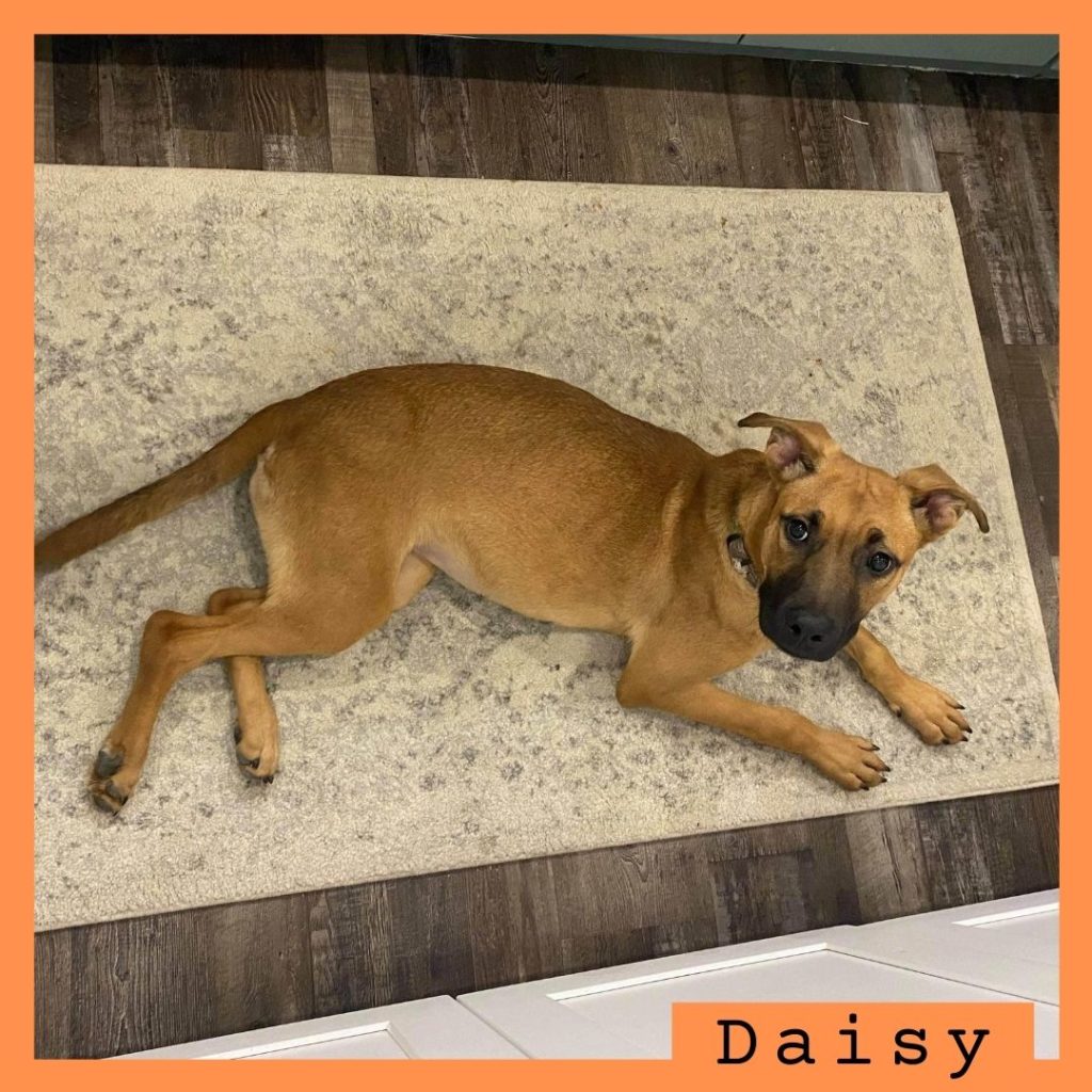 Daisy has been adopted!