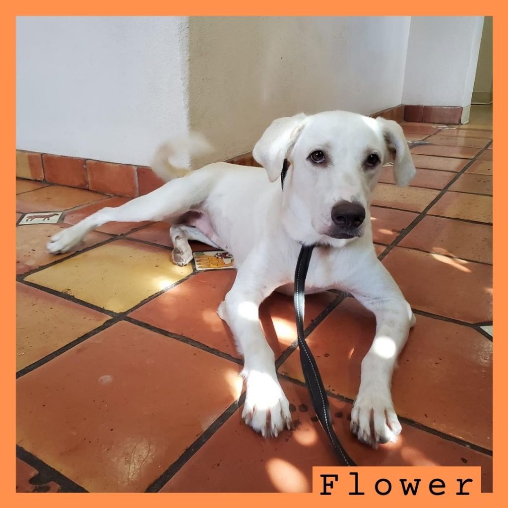 Flower has been adopted!