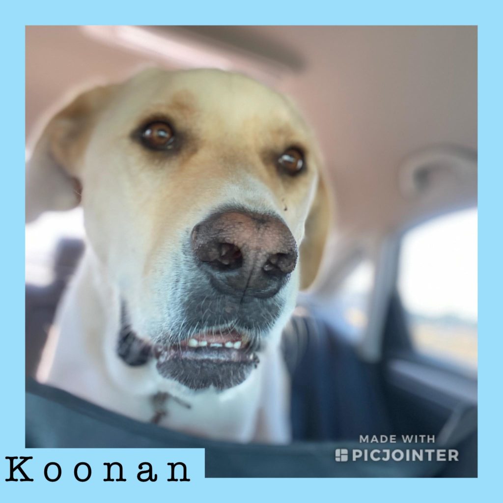Koonan has been adopted!
