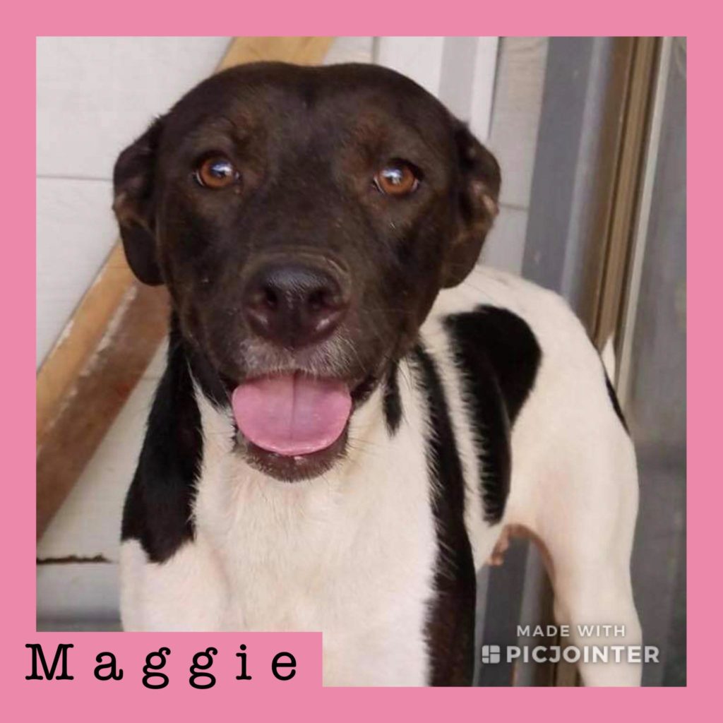 Maggie has been adopted!