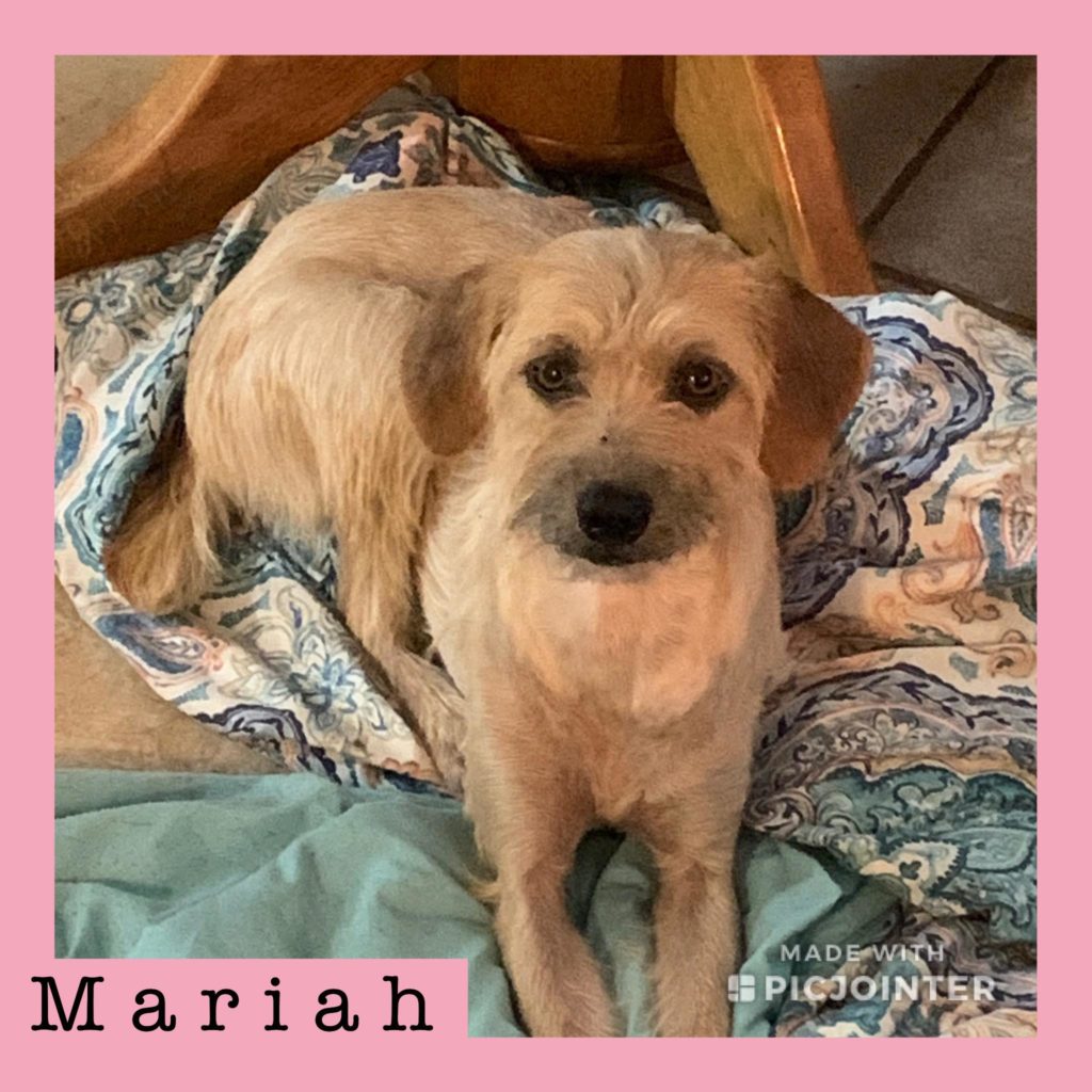 Mariah has been adopted!