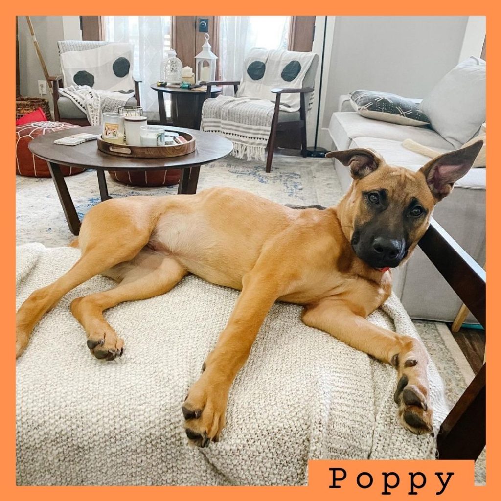 Poppy has been adopted!