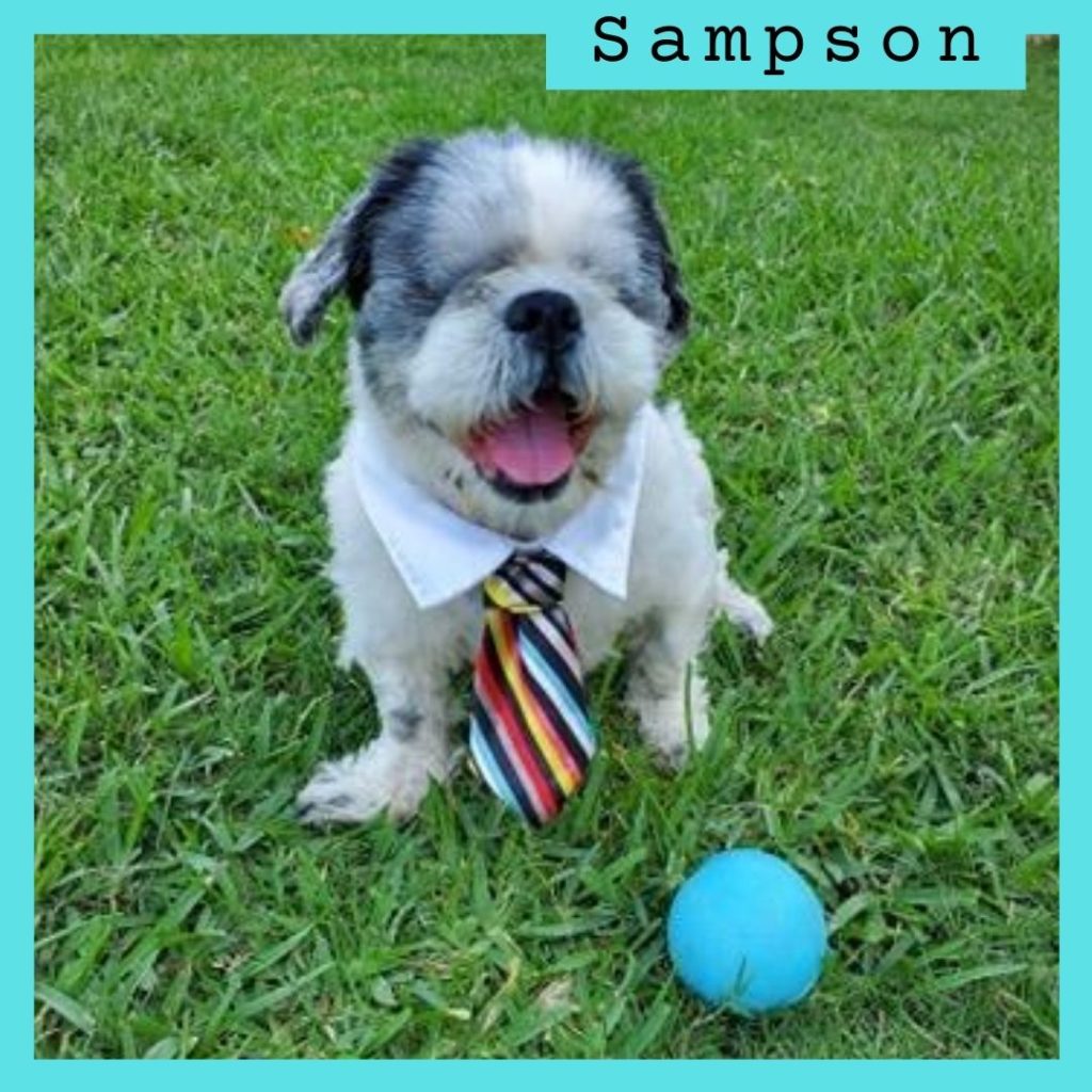 Sampson has been adopted!