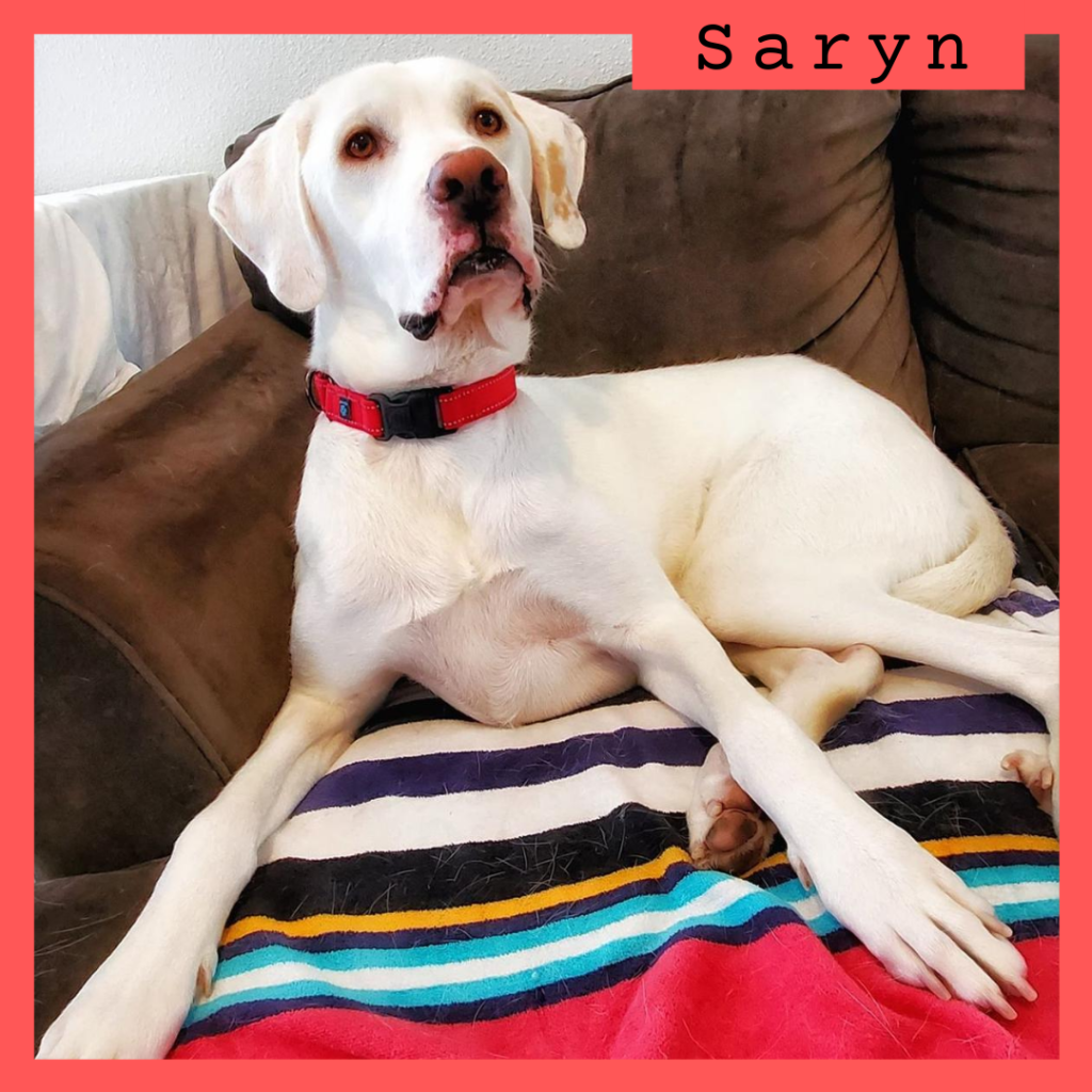 Saryn has been adopted!