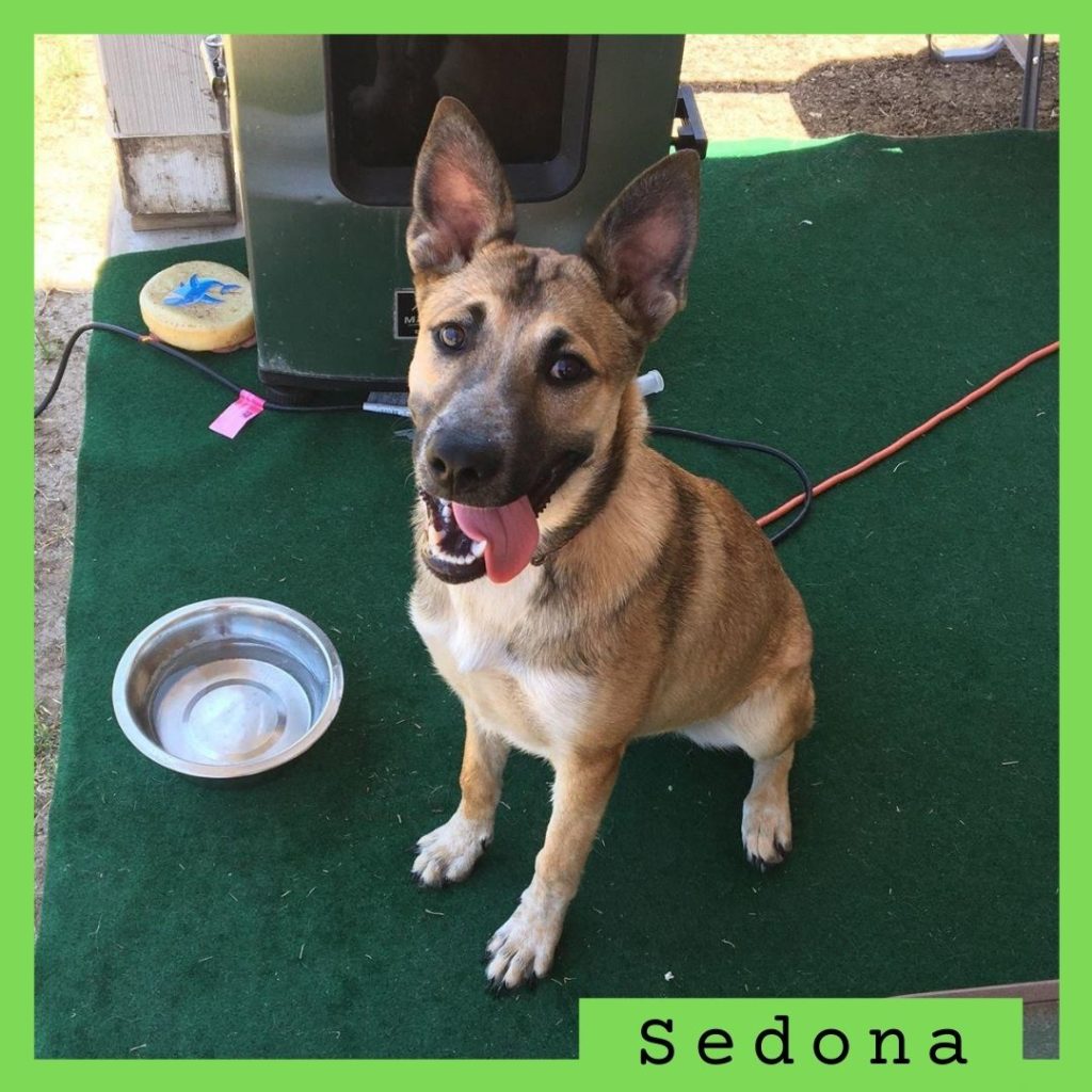 Sedona has been adopted!