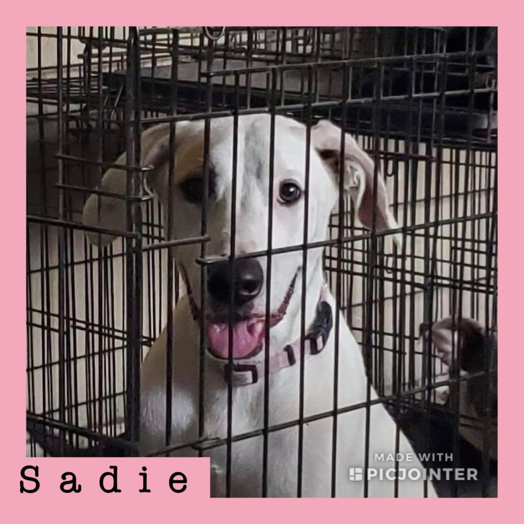Sadie has been adopted!