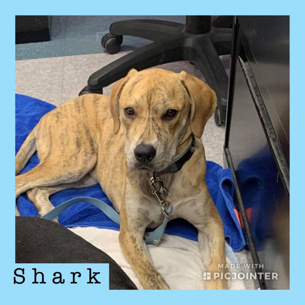 Shark has been adopted!