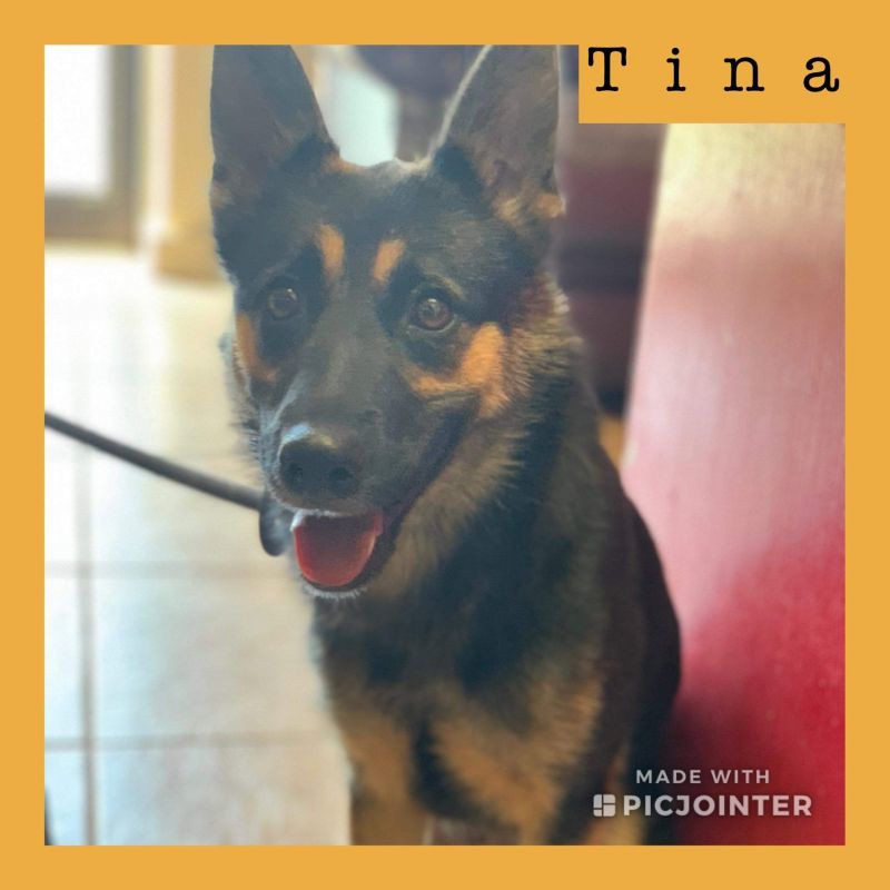 Tina has been adopted!