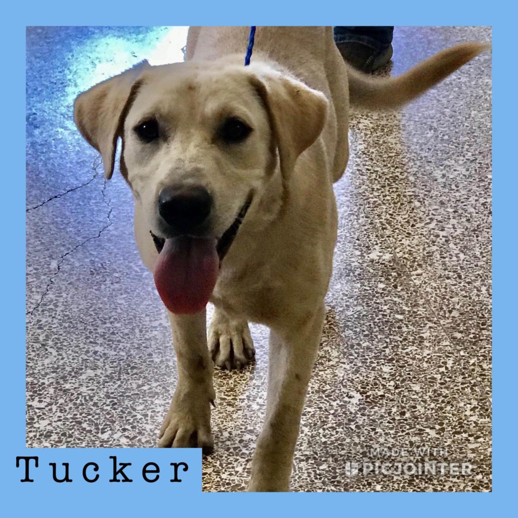 Tucker has been adopted!