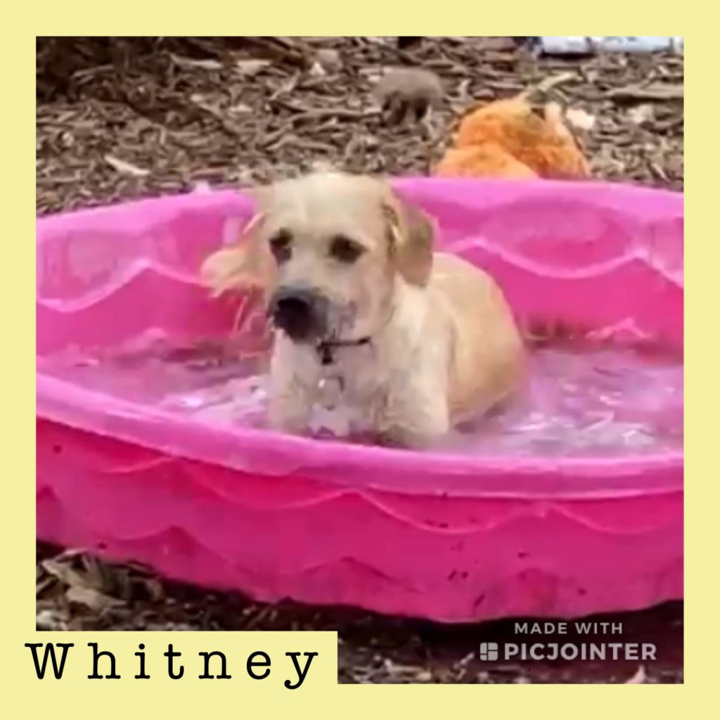 Whitney has been adopted!