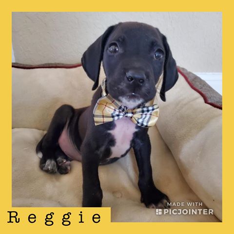 Reggie has been adopted!