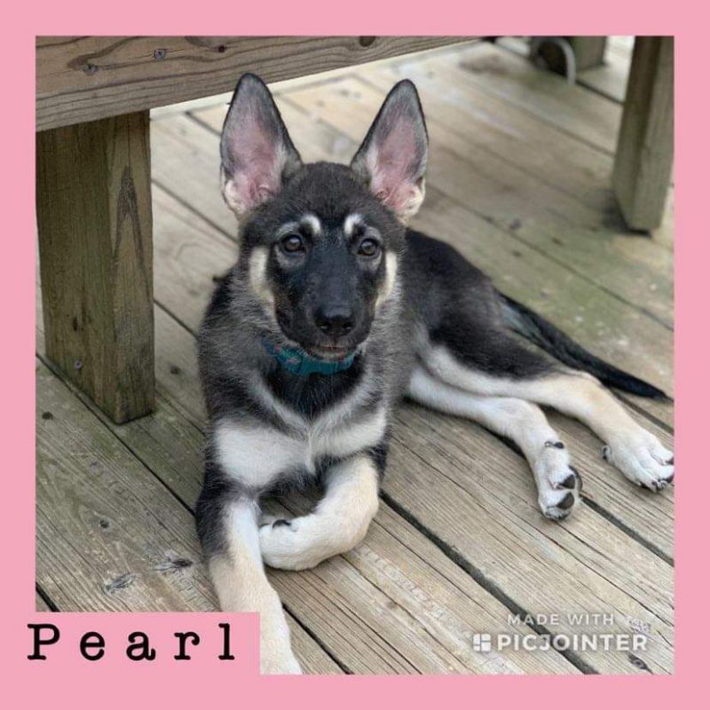 Pearl has been adopted!
