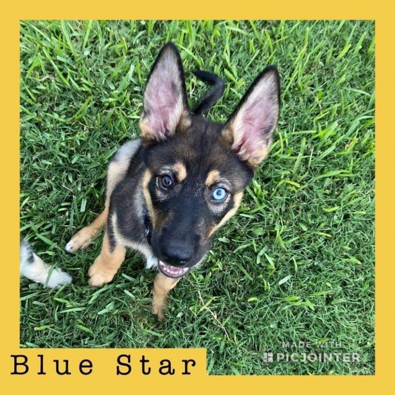 Blue Star has been adopted!