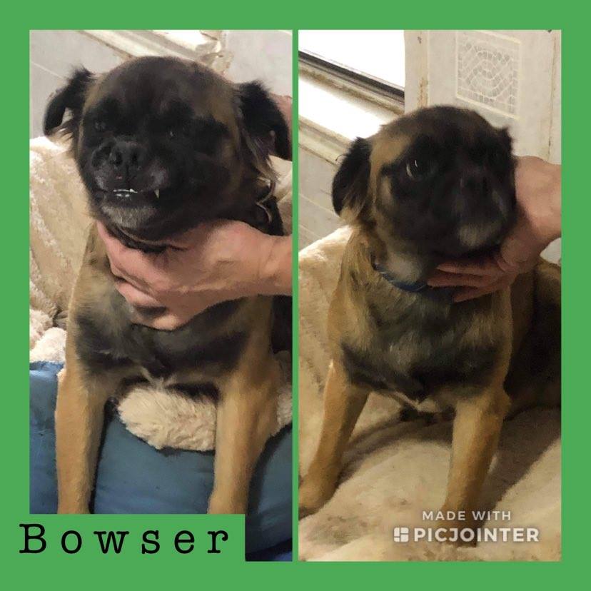 Bowser has been adopted!