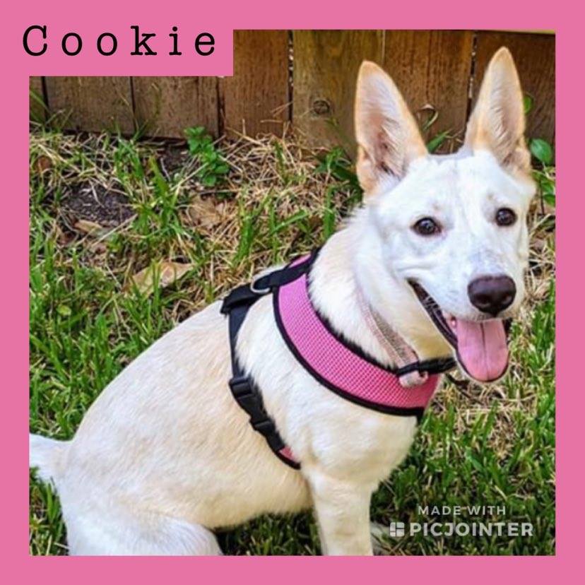 Cookie has been adopted!