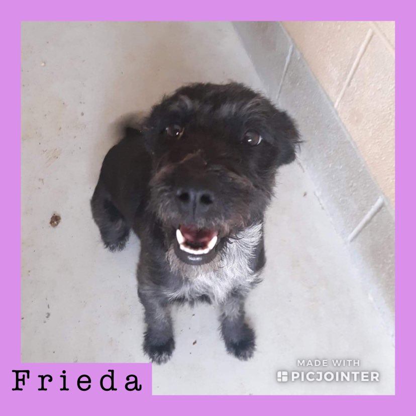 Frieda has been adopted!