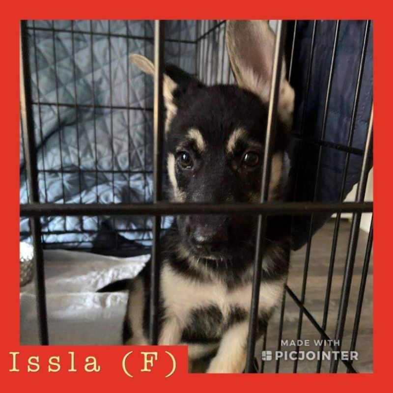 Issla has been adopted!