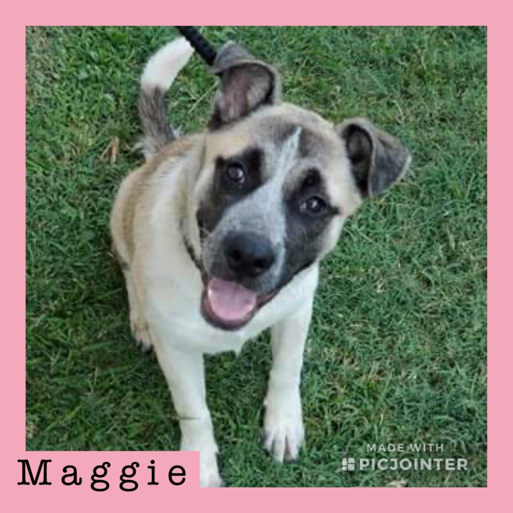 Maggie has been adopted!