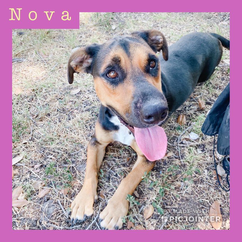 Nova has been adopted!