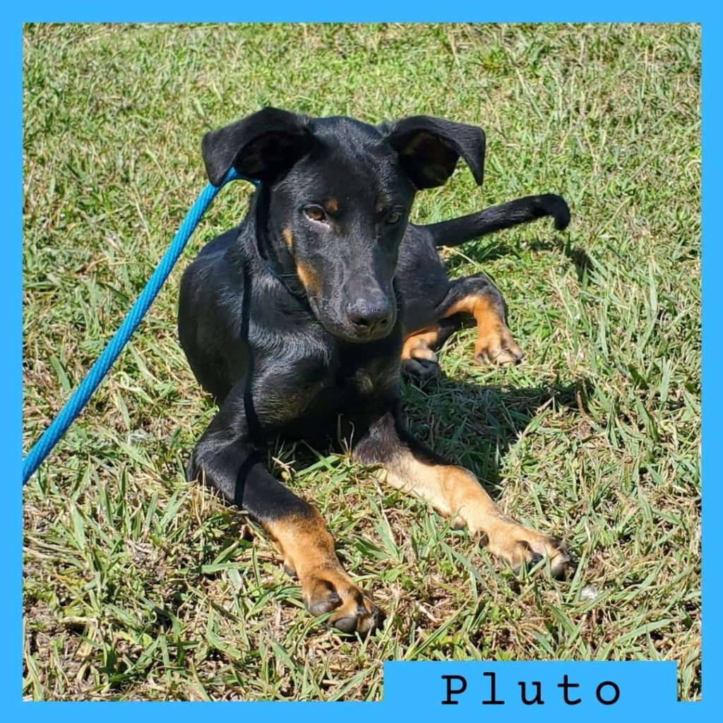 Pluto has been adopted!