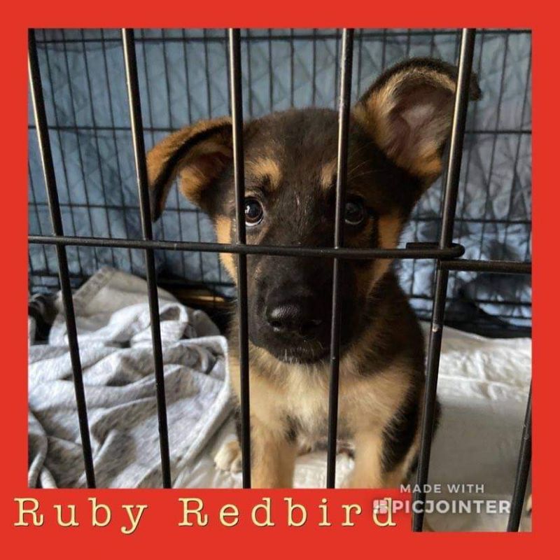 Ruby Redbird has been adopted!