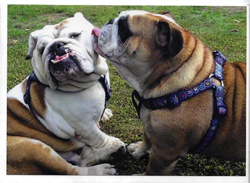 Bulldog Friends Card Set