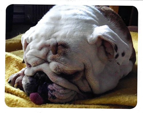 Sleepy Bulldogs Card Set