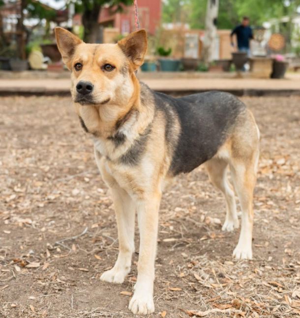 Minnie- Adopted!