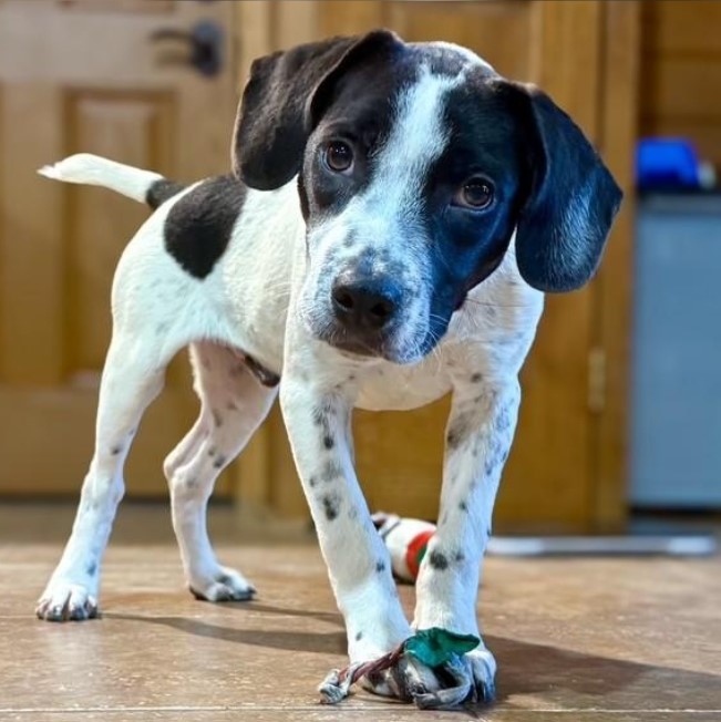 Domino
