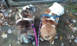 Two bulldog buns